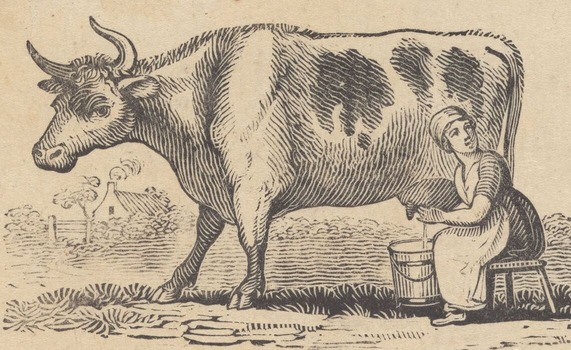Drawing of a woman milking a cow