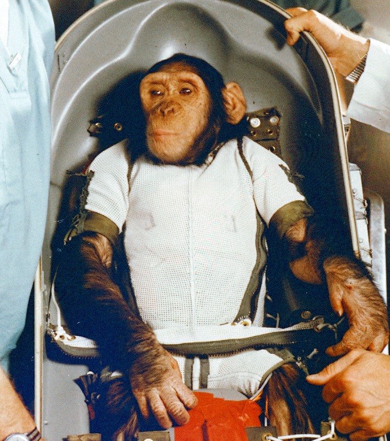 Portrait of Ham the chimp in the compartment he traveled to space in