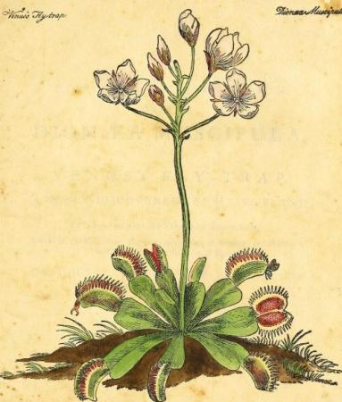 Drawing of the Venus Flytrap plant