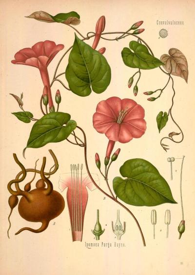 drawing depicting the roots and flower of the Ipomonea purga, or Jalap