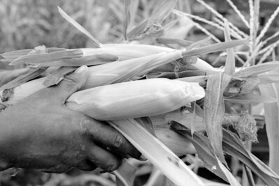 Photograph of a African American man's hands holding ears of corn in a cornfield