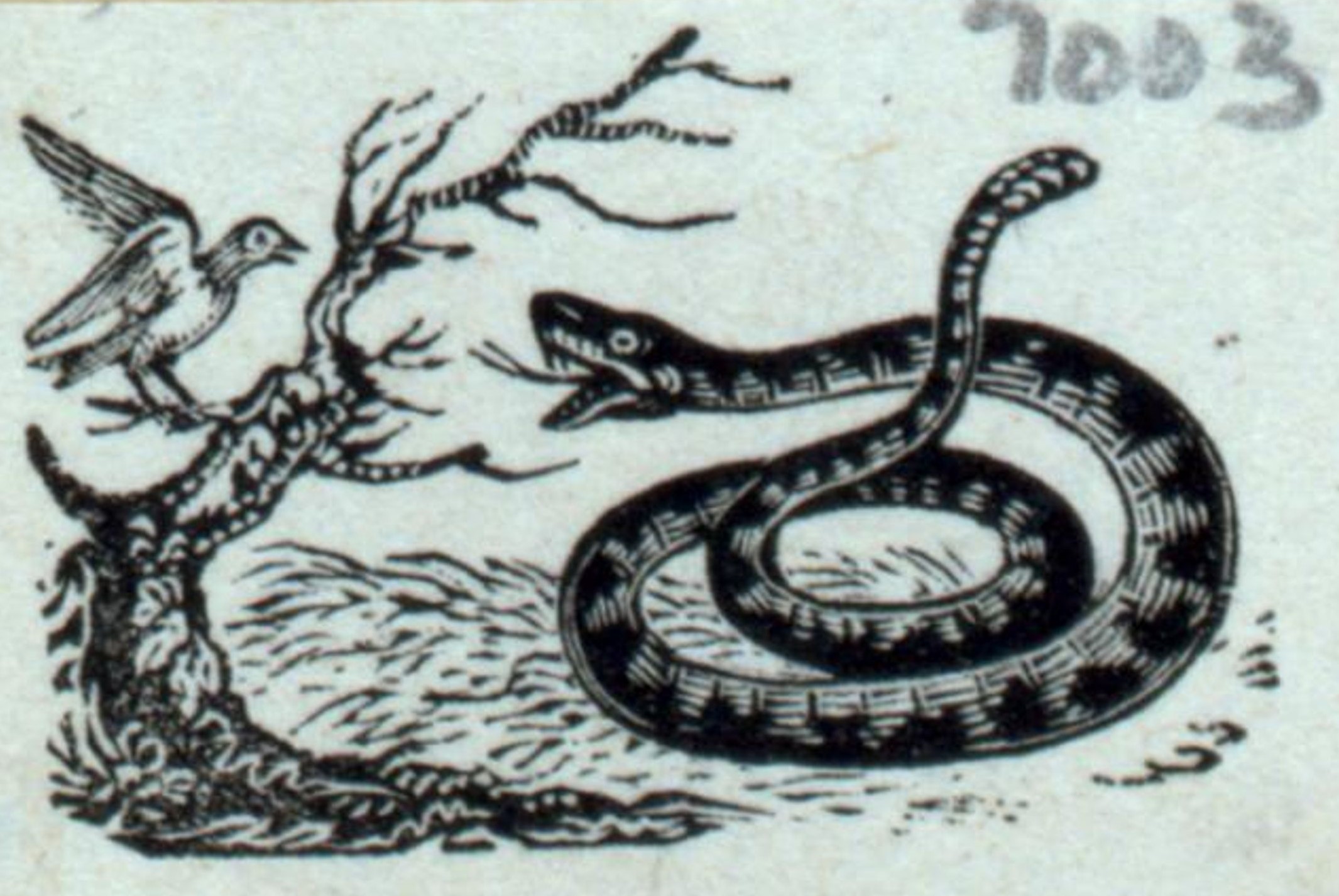 engraving of a rattlesnake threatening a bird