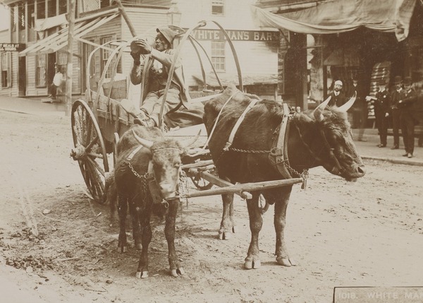African American man driving a wagon in Asheville, North Carolina, circa 1895-1910. 