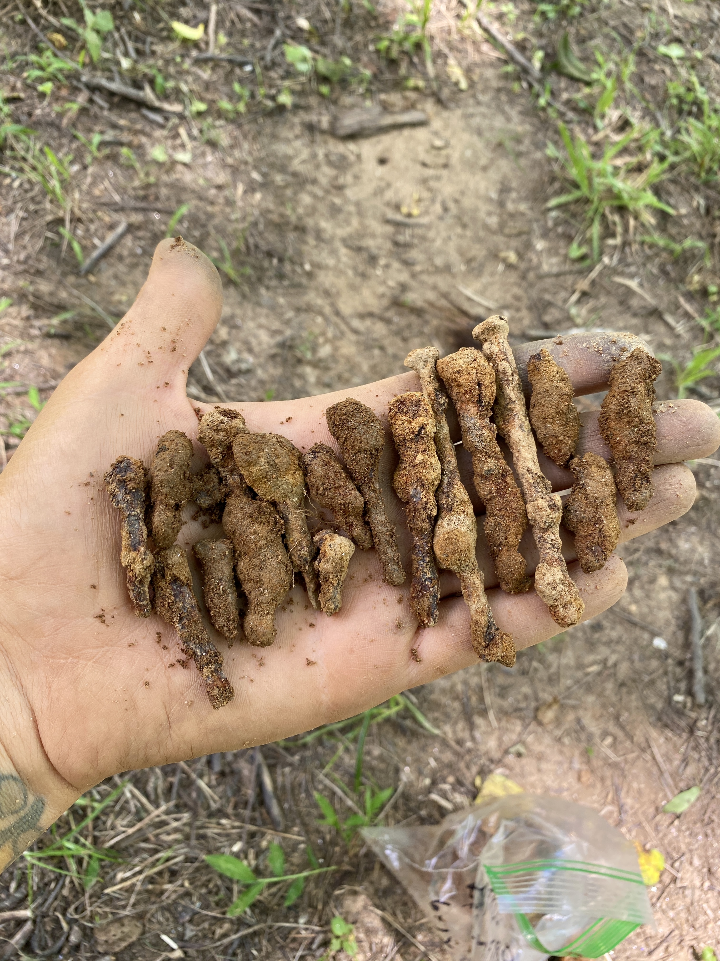 19th century nails from camp buildings discovered at the Cowee Tunnel Prison Labor Camp